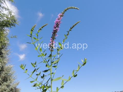 loosestrife, purple